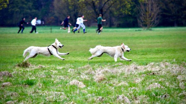 Waagensprung - Hund Juno im englischen Garten - Resilienz und Regeneration – Der erste Schritt auf meinem Weg zu einem gesunden Ich